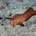 razorfish_peacock_ull_ci_h_0020_cos1347.jpg